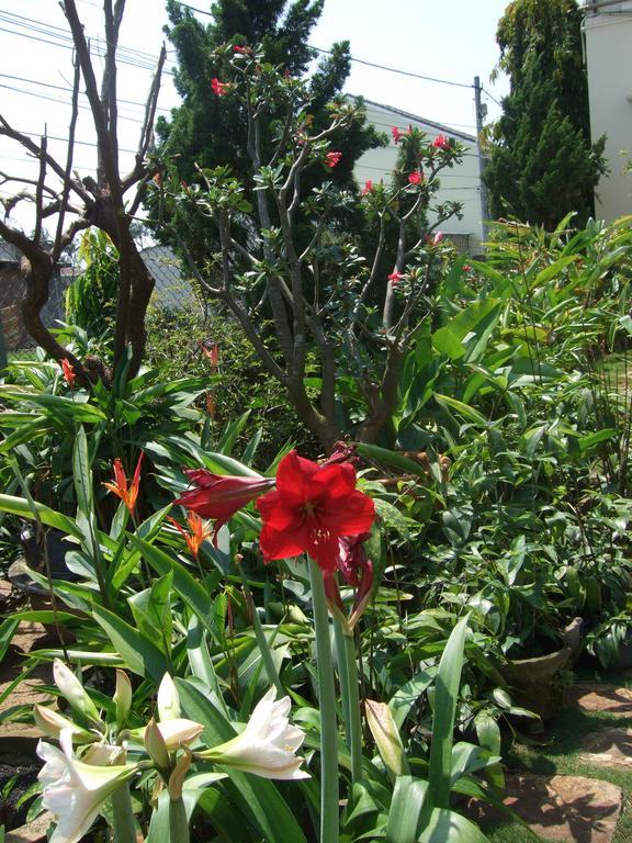 Skybird Homestay Hoi An Eksteriør billede